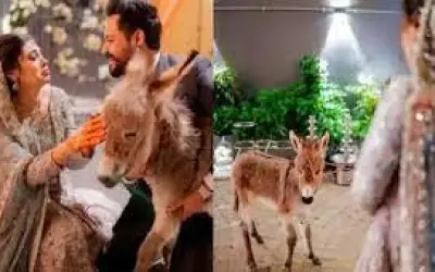 पाकिस्तान के मशहूर यूट्यूबर ने शादी में बीवी को तोहफे में दिया गधा