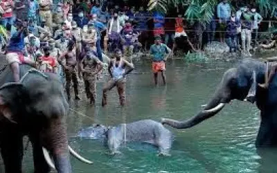 गर्भवती हथिनी की मौत से देशभर में आक्रोश