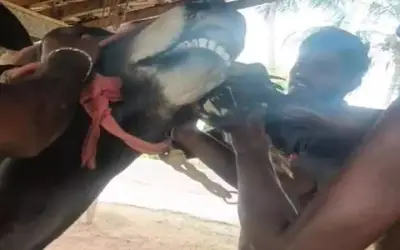 ट्यूबर को सांड को जबरदस्ती जिंदा मुर्गा खिलाना पड़ा भारी