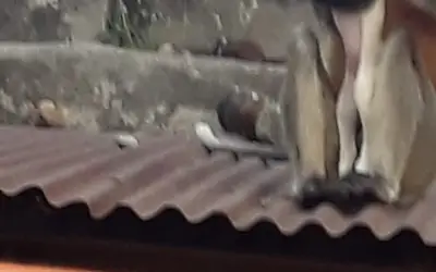 Gang war between monkeys and dogs in Beed, Maharashtra-in24news