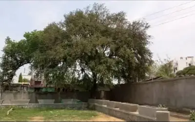 सोलापुर के बगीचे में खिला भ्रष्टाचार का फूल